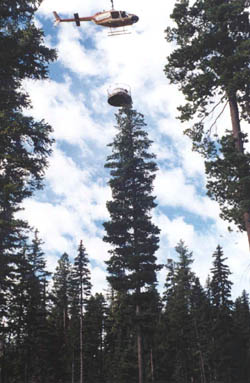 Branch Collector in Oregon